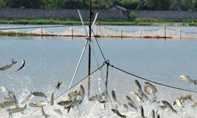 魚塘監(jiān)控安裝過程中，應(yīng)該選擇紅外攝像頭還是全彩攝像頭