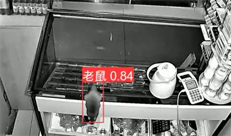 AI視頻監(jiān)控能拍到老鼠？老鼠監(jiān)控算法說可以